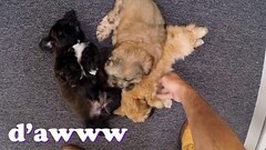 XXX PAWN - Things Get Weird When Valerie White Brings Puppies Into Our Shop Thumb